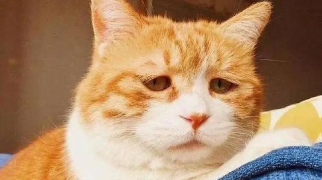 探索猫咪抑郁的原因和应对方法（了解猫咪抑郁的触发条件及如何帮助它们恢复）