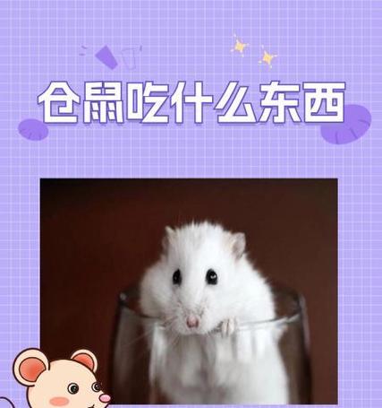 出生后的仓鼠应该吃什么？（仓鼠幼崽的营养需求与饮食规划）