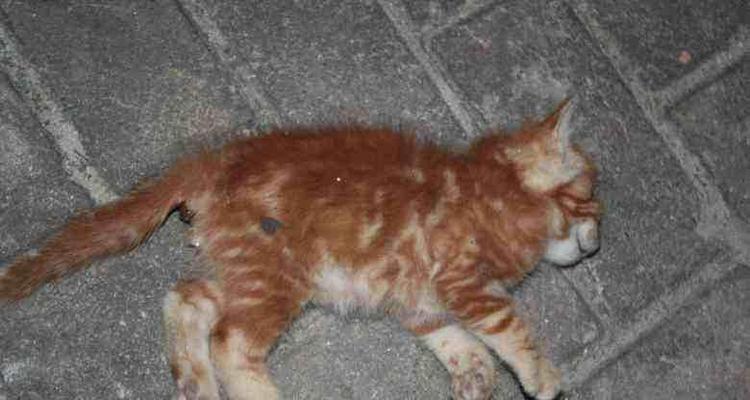 猫突然死亡的罕见病因及应对措施（探寻猫突然死亡的原因并采取适当措施保护我们的爱宠）