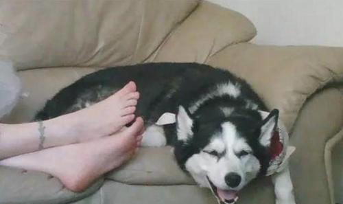 哈士奇幼犬为什么会又拉又吐？（揭秘哈士奇幼犬胃肠问题的原因与应对方法）