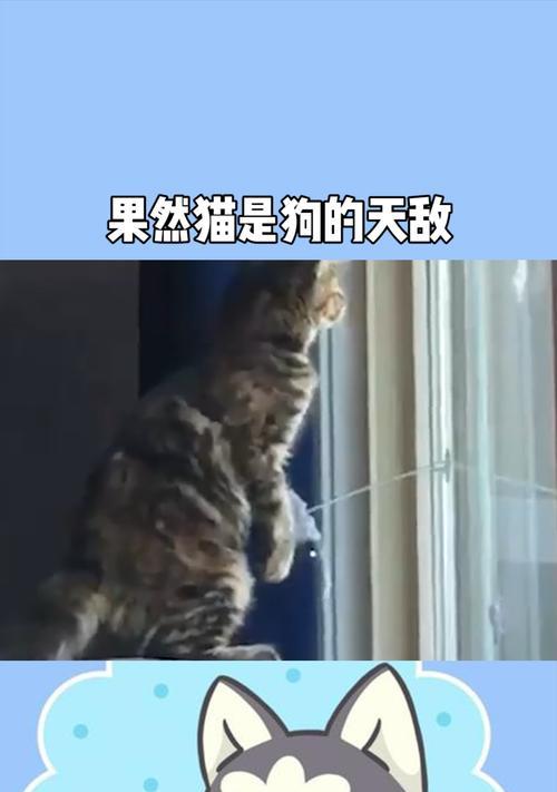 猫与狗（狗作为猫的永恒对手）