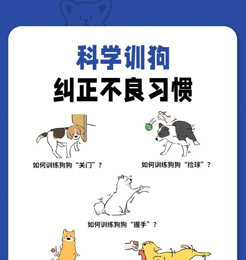 宠物训练的技巧与方法（让你的宠物成为最好的伙伴）
