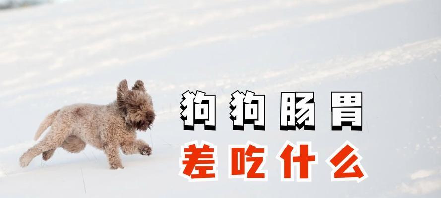 宠物狗狗两个月大的饮食推荐（为你的狗宝宝提供健康均衡的饮食）