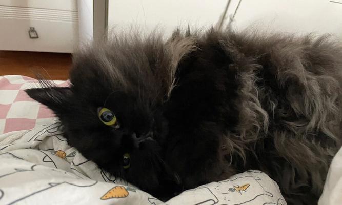 探索猫咪炸毛的原因与解决方法（猫咪为何会炸毛？如何帮助它们舒缓？）