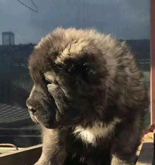 狗狗的驱虫（何时为狗狗进行驱虫治疗？驱虫时间表全解析）