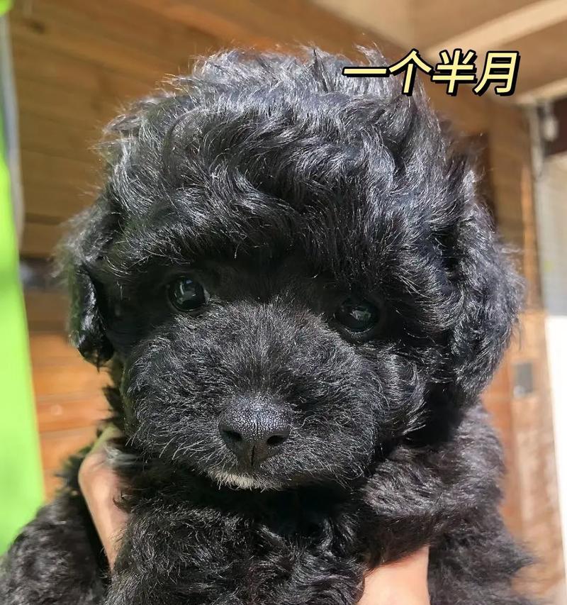 泰迪犬的饮食指南（探索泰迪犬的食物选择和健康饮食习惯）