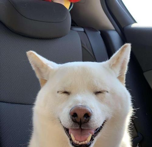 为什么狗喜欢转圈？（探究狗转圈行为的原因和意义）