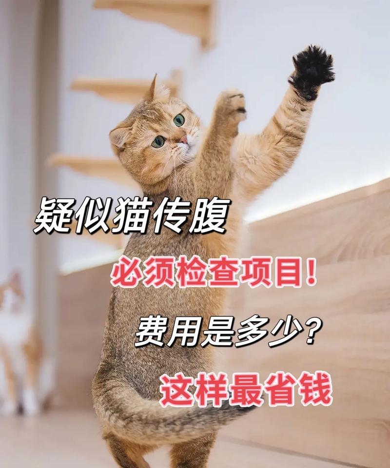 猫咪传腹