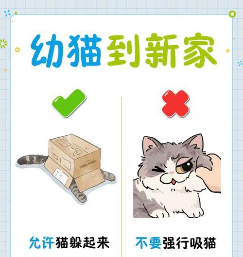 选择合适的幼猫补充品牌，关爱小猫成长（了解幼猫的营养需求，挑选可靠品牌）