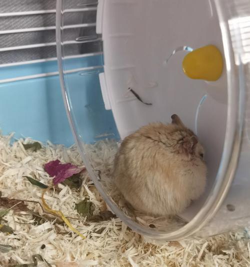 仓鼠怀孕的症状及关键信息（了解仓鼠怀孕前的体征和行为变化，保证健康育儿）