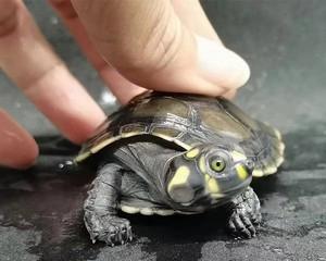 探索成体黄头龟的外貌与特征（解析黄头龟的外观、饲养与繁殖）