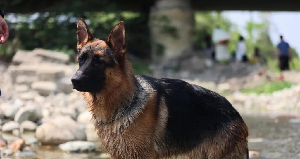 2个月小德牧犬的饮食指南（科学喂养，健康成长）