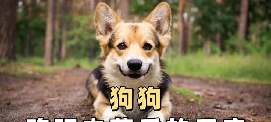 狗狗驱虫后的反应及应对措施（了解狗狗驱虫后的常见反应，保护宠物健康）