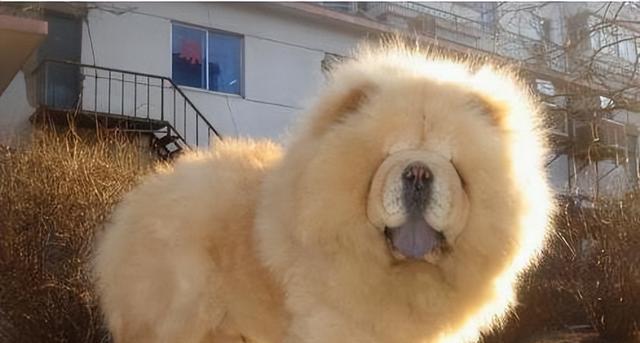成年松狮犬的饮食需求与建议（科学合理的饮食是松狮犬健康的关键）