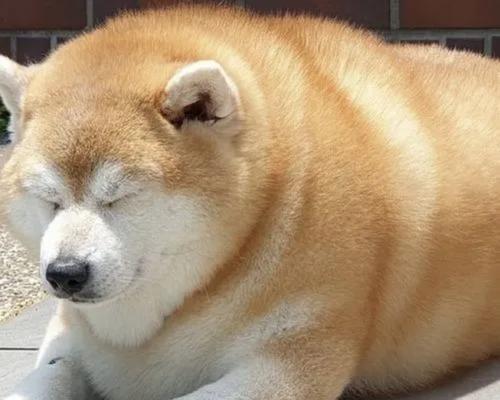 宠物狗不会咬人的原因（探究宠物狗温顺友好的性格特点）