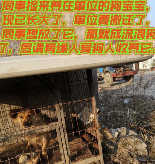 领养狗的必备手续（了解领养狗需要问什么手续，让你成为合格的狗主人）