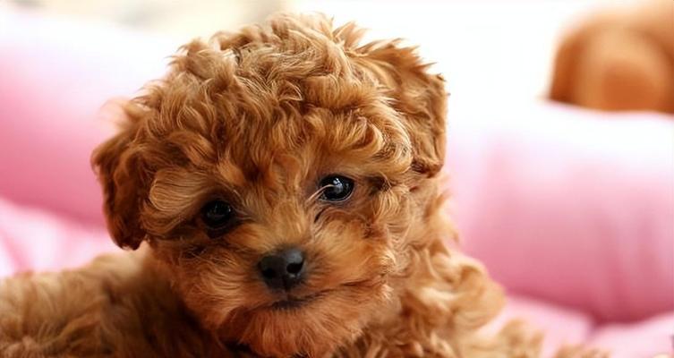 泰迪犬皮肤的多样色彩（揭秘泰迪犬不同皮肤颜色的背后秘密）