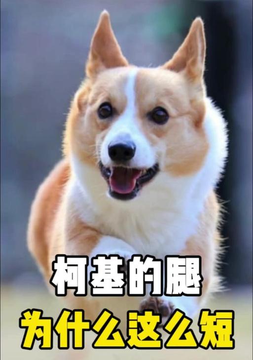 探寻柯基短腿的奥秘（为何柯基的腿如此短？—揭开柯基短腿的神秘面纱）