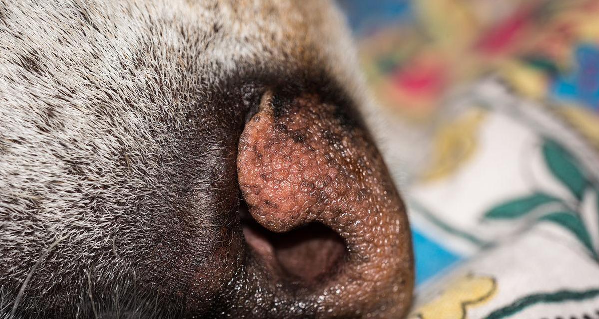 拉不拉多犬鼻头为什么会发黄？（了解拉不拉多犬鼻头发黄的原因及预防方法）