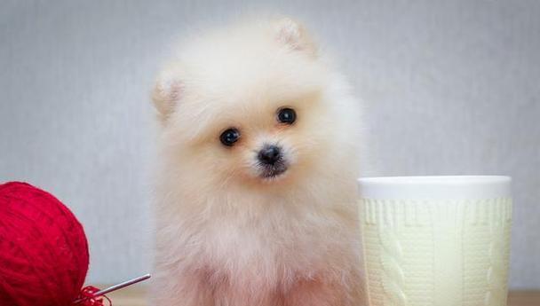 选择适合家庭的小型犬，让养宠更简单（了解特性，为你的小狗提供最好的照顾）
