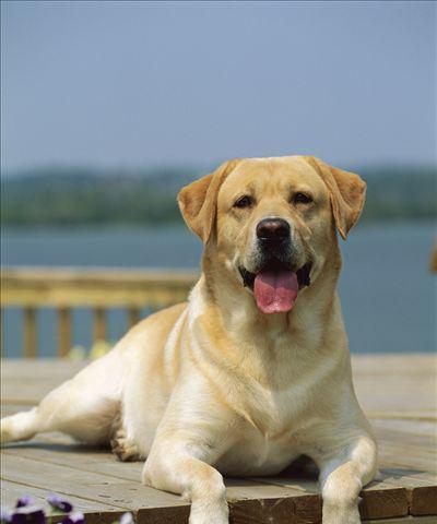 拉布拉多犬（了解拉布拉多犬的性格、特点和养护知识）