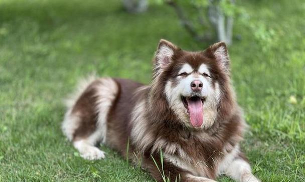 揭秘阿拉斯加犬的禁忌（解析阿拉斯加犬心中的忌讳，发现真正的禁区）
