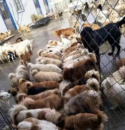 探究流浪狗数量过多的原因（为什么城市中充斥着无家可归的流浪狗？）