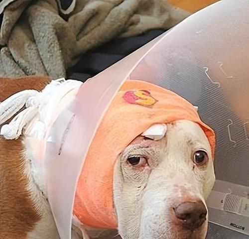 狗狗生产结束的症状及处理方法（了解狗狗生产结束的关键症状，保障母犬健康和幼犬安全）