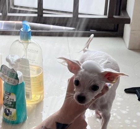 小型博美犬的毛发换期及护理指南（了解小型博美犬的换毛周期，保持其毛发健康与光泽）