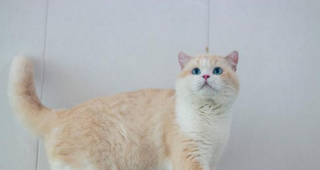 探讨小猫的最佳毛色选择（从外观到个性，小猫什么颜色最好？）