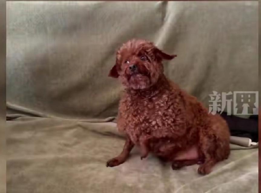 为什么狗喜欢躲床下？（探究狗喜欢躲床下的原因）