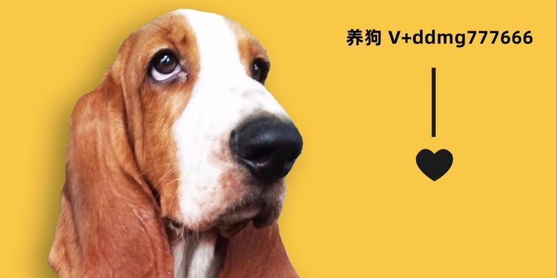 探索史宾格为什么冷门的原因（解读史宾格相对冷门的历史原因及其影响）