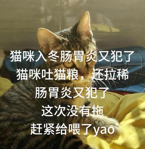 宠物猫肠胃炎的饮食建议（为你的猫猫提供健康饮食，缓解肠胃炎症状）