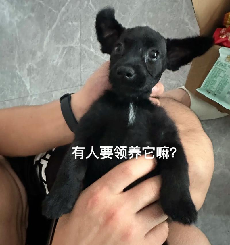 领养宠物狗的益处与建议（为什么选择领养宠物狗？如何做好宠物狗的领养？）
