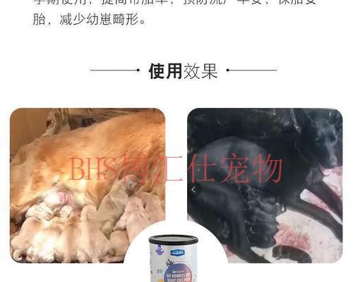母狗生育的准备和注意事项（打造一个安全舒适的生育环境）
