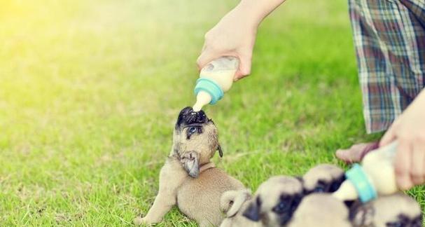 刚断奶的幼犬如何合理饮食？（科学喂养让幼犬健康成长）