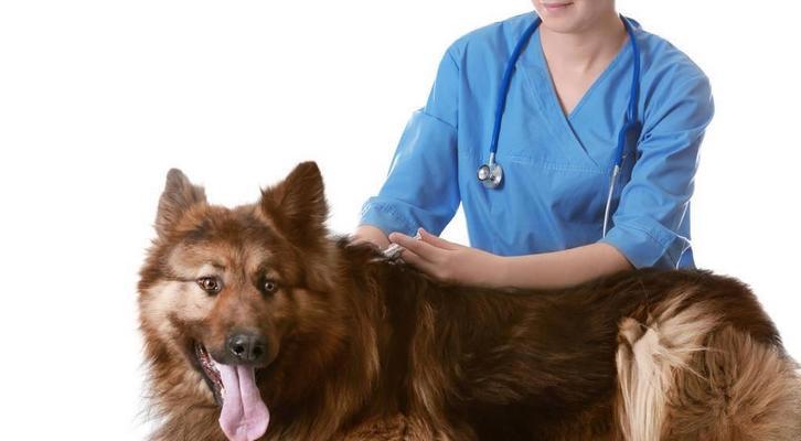 宠物金毛幼犬养育指南（金毛幼犬应该接种哪些疫苗？）