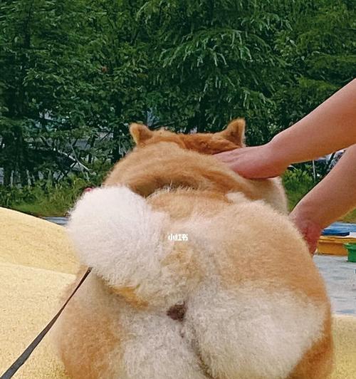 解析狗狗撅屁股的含义（揭开狗狗撅屁股背后的秘密）