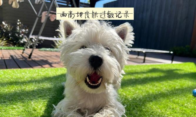 选择哪个牌子的过敏喷雾更适合狗狗？（了解狗狗过敏喷雾品牌，为它们提供舒适的生活）