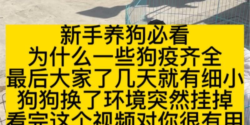 揭秘狗狗犬瘟细小的成因与预防方法（从宠物狗角度探究犬瘟细小的致命威胁和有效防控措施）