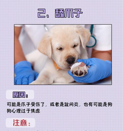 狗鼻子干的原因以及应对方法（揭开狗鼻子干的谜团，教你如何照顾狗儿的鼻子）