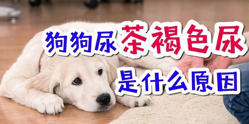 用什么可以洗掉狗尿？（寻找适合清洁狗尿的方法）