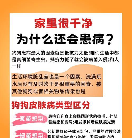 如何选择最适合的药物来治疗狗狗螨虫感染（探索狗狗螨虫治疗方法，选择最佳药物）