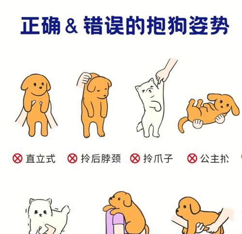 狗狗的动作行为及其原因（揭秘狗狗动作背后的内在驱动力）