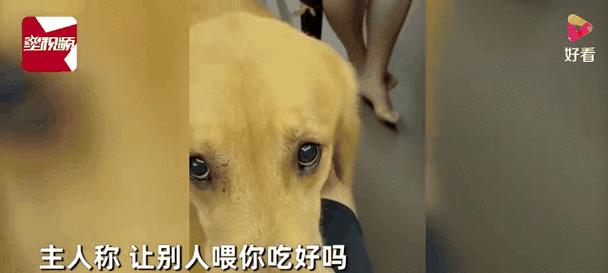 金毛犬的饮食禁忌——哪些食物不能给金毛犬吃？（保护金毛健康，远离这些食物）