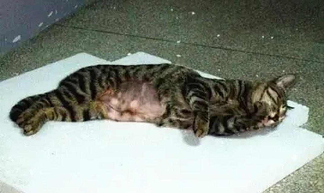 猫配种后呕吐的原因及处理方法（了解猫配种后的呕吐原因及采取相应措施）