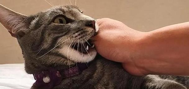 猫咪玩为什么要互相咬？（探索猫咪咬嘴的原因及背后的意义）
