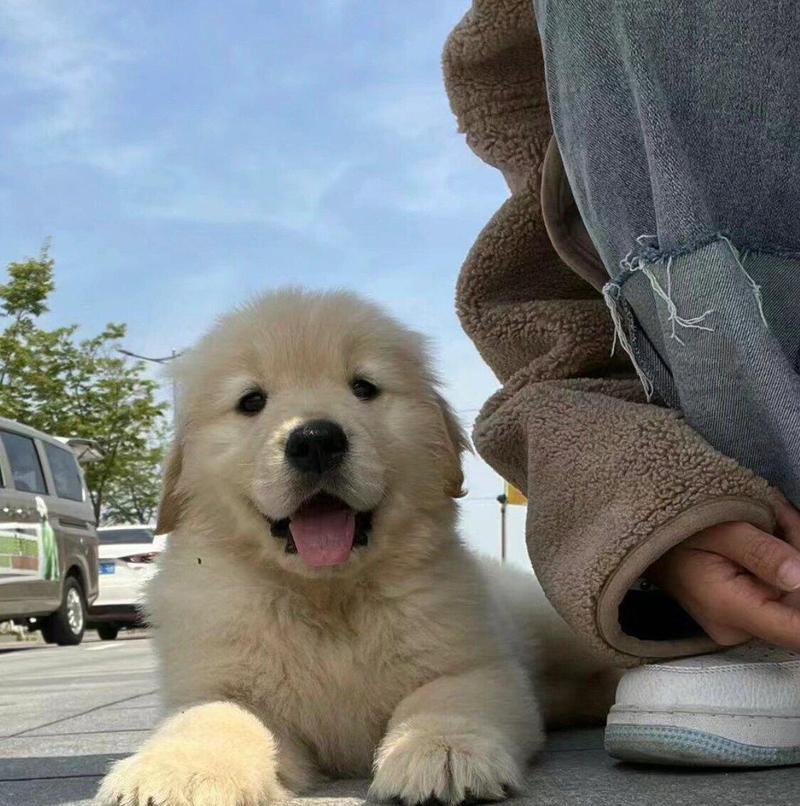金毛犬两个月时应喝什么奶？（金毛犬两个月的营养需求及饮奶建议）