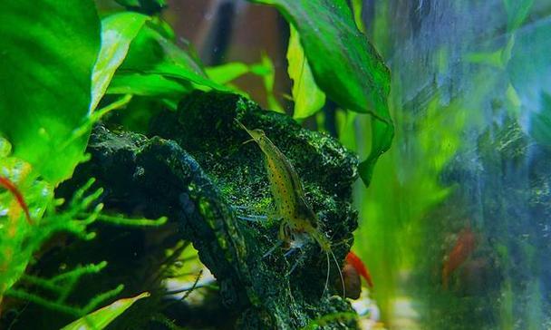 水草养殖的注意事项（打造清新水草庭院，这些关键步骤不能错过）