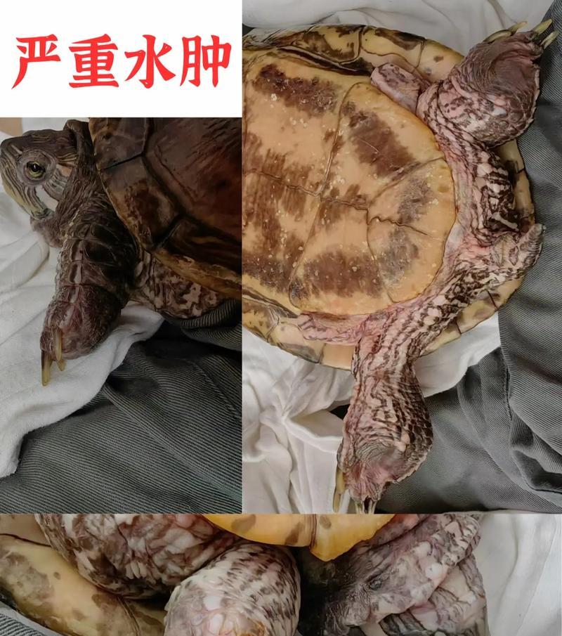 乌龟眼睛红肿的原因及治疗方法（解析乌龟眼睛红肿的相关症状与防治措施）